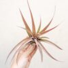 sale: 45% off large tillandsia capitata peach air plants [10 or 20 pack]