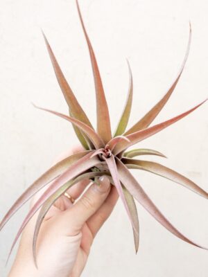 sale: 45% off large tillandsia capitata peach air plants [10 or 20 pack]