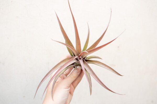 sale: 45% off large tillandsia capitata peach air plants [10 or 20 pack]