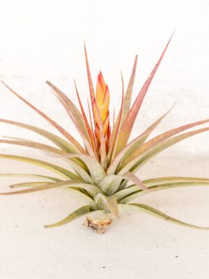 tillandsia concolor air plants [single plant]
