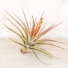 tillandsia concolor air plants [single plant]