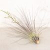 sale: 45% off premium air plant grab bag of medium & large tillandsia air plants [10, 30 or 100 pack]