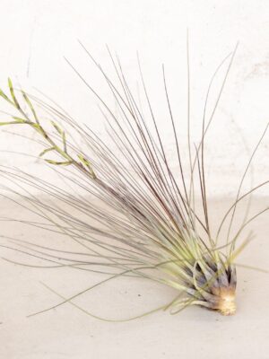 tillandsia filifolia air plants [single plant]