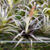 sale: 70% off tillandsia harrisii air plants [20, 30 or 50]