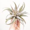 sale: 70% off tillandsia harrisii air plants [20, 30 or 50]