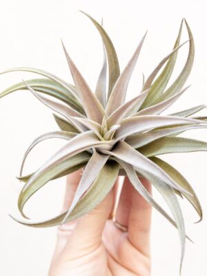 sale: 70% off tillandsia harrisii air plants [20, 30 or 50]