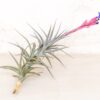 sale: 45% off premium air plant grab bag of medium & large tillandsia air plants [10, 30 or 100 pack]