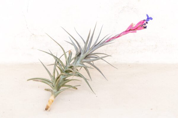 sale: 45% off premium air plant grab bag of medium & large tillandsia air plants [10, 30 or 100 pack]