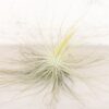 tillandsia magnusiana air plants [3 pack]