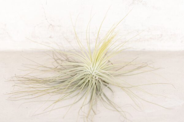 tillandsia magnusiana air plants [3 pack]