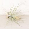 tillandsia magnusiana air plants [3 pack]