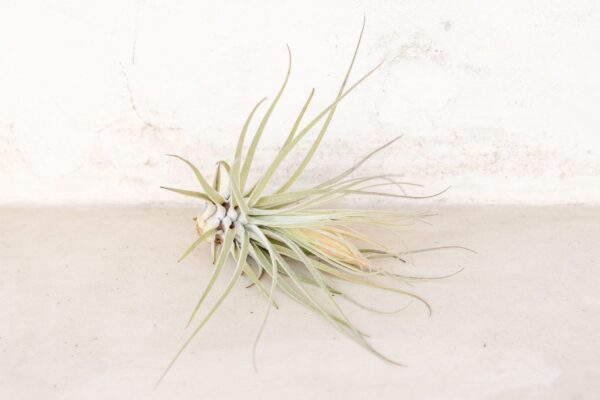 tillandsia magnusiana air plants [3 pack]