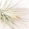 tillandsia magnusiana air plants [3 pack]
