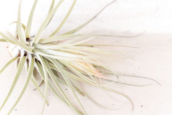 tillandsia magnusiana air plants [3 pack]