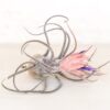 sale: 45% off premium air plant grab bag of medium & large tillandsia air plants [10, 30 or 100 pack]
