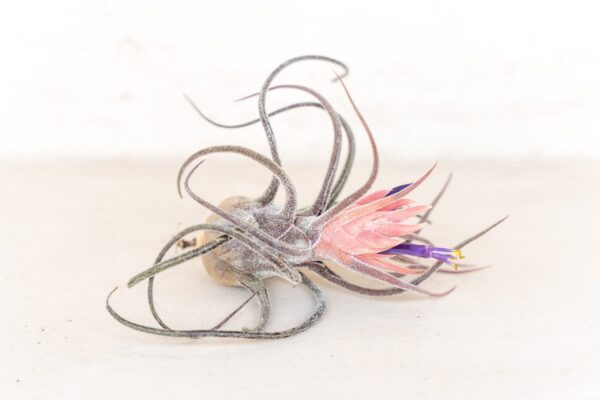 sale: 45% off premium air plant grab bag of medium & large tillandsia air plants [10, 30 or 100 pack]