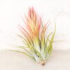 sale: 45% off premium air plant grab bag of medium & large tillandsia air plants [10, 30 or 100 pack]