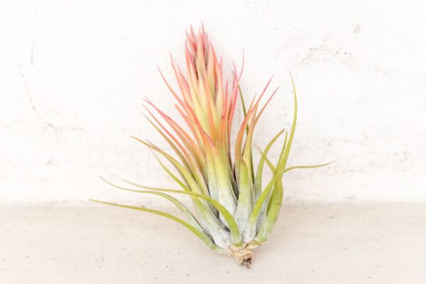 sale: 45% off premium air plant grab bag of medium & large tillandsia air plants [10, 30 or 100 pack]