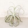 sale: 45% off premium air plant grab bag of medium & large tillandsia air plants [10, 30 or 100 pack]