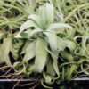 tillandsia streptophylla pure air plants collector's variety [single plant]