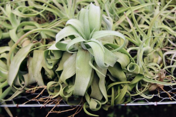 tillandsia streptophylla pure air plants collector's variety [single plant]