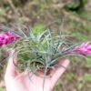 tillandsia stricta 'green' hybrid air plant collector's variety