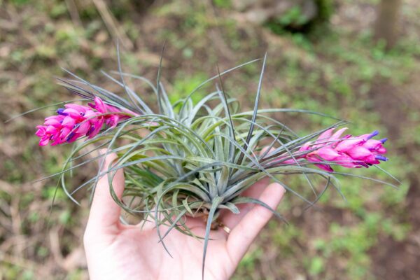 tillandsia stricta 'green' hybrid air plant collector's variety