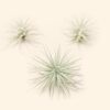 3 small tillandsia tectorum ecuador air plants for $14