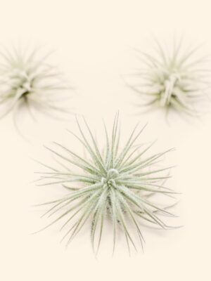 3 small tillandsia tectorum ecuador air plants for $14