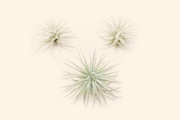 3 small tillandsia tectorum ecuador air plants for $14