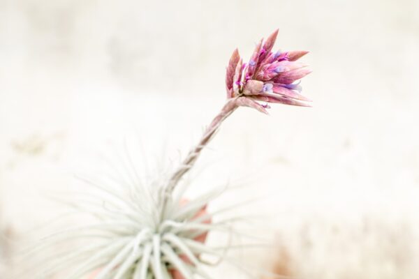 sale: 25% off jumbo xxl tillandsia tectorum ecuador air plant collector's variety [3, 6 or 9]