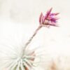 sale: 25% off tillandsia tectorum ecuador air plants [3 or 6 pack]