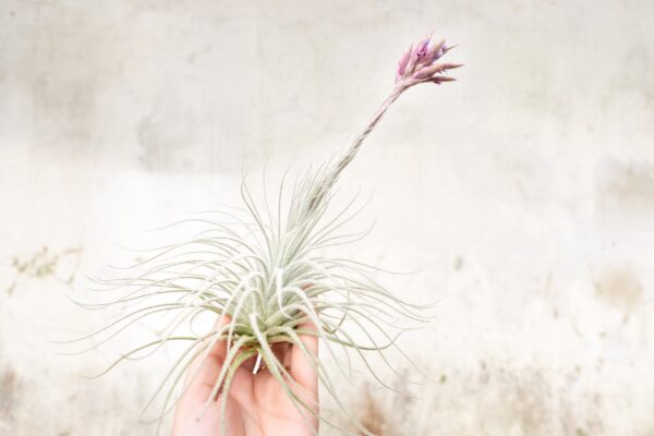 sale: 25% off jumbo xxl tillandsia tectorum ecuador air plant collector's variety [3, 6 or 9]