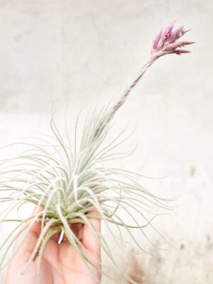 $15 special: jumbo | xxl tillandsia tectorum ecuador air plant