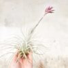 sale: 25% off tillandsia tectorum ecuador air plants [3 or 6 pack]