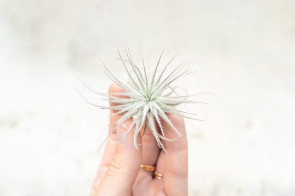 3 small tillandsia tectorum ecuador air plants for $14