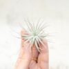 sale: 25% off tillandsia tectorum ecuador air plants [3 or 6 pack]