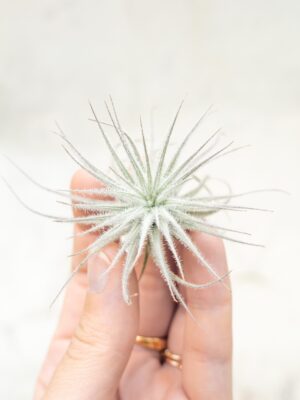 sale: 25% off tillandsia tectorum ecuador air plants [3 or 6 pack]