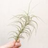 tillandsia tectorum peru air plants [single plant]