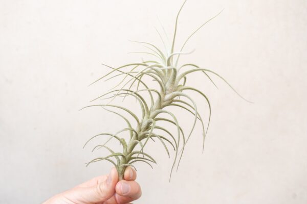 tillandsia tectorum peru air plants [single plant]