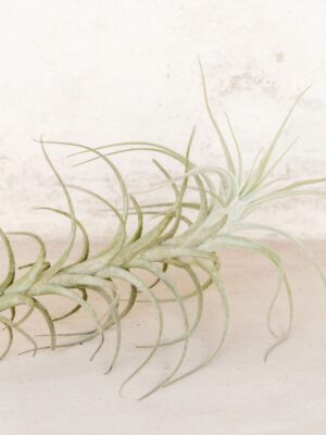 tillandsia tectorum peru air plants [single plant]
