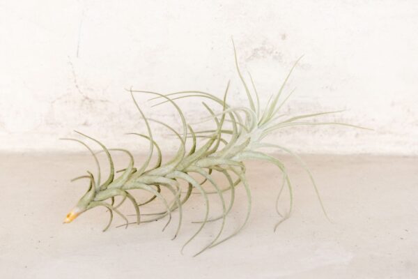 tillandsia tectorum peru air plants [single plant]