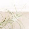 tillandsia tectorum peru air plants [single plant]