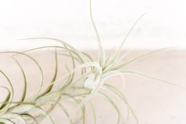 tillandsia tectorum peru air plants [single plant]