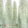 xl colombia thick spanish moss / tillandsia usneoides giant hanging clump