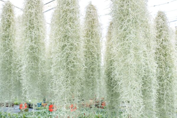 xl colombia thick spanish moss / tillandsia usneoides giant hanging clump