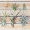 beginner friendly collection of tillandsia air plants [5 or 10 pack]