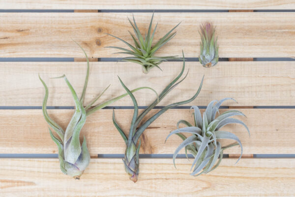 beginner friendly collection of tillandsia air plants [5 or 10 pack]