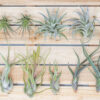 beginner friendly collection of tillandsia air plants [5 or 10 pack]