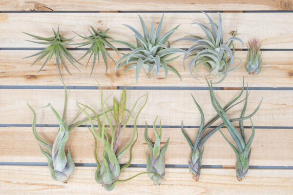 beginner friendly collection of tillandsia air plants [5 or 10 pack]